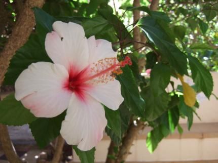 صورة الفندق 14