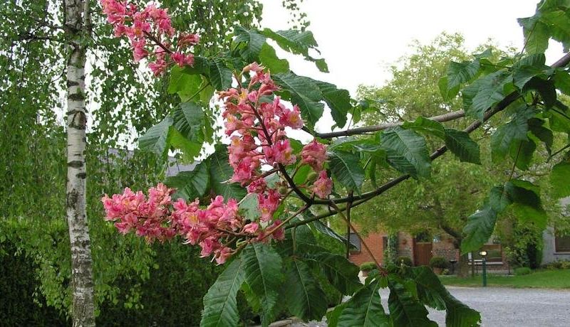 صورة الفندق 20