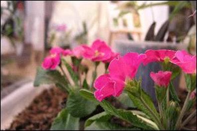 صورة الفندق 19