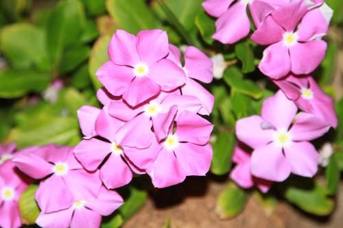 صورة الفندق 19