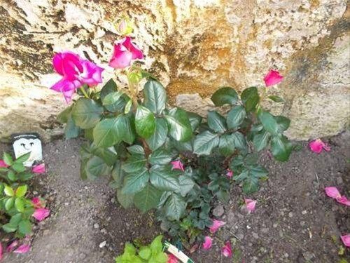 صورة الفندق 19
