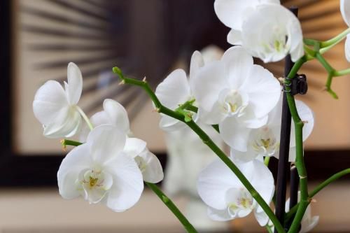 صورة الفندق 15