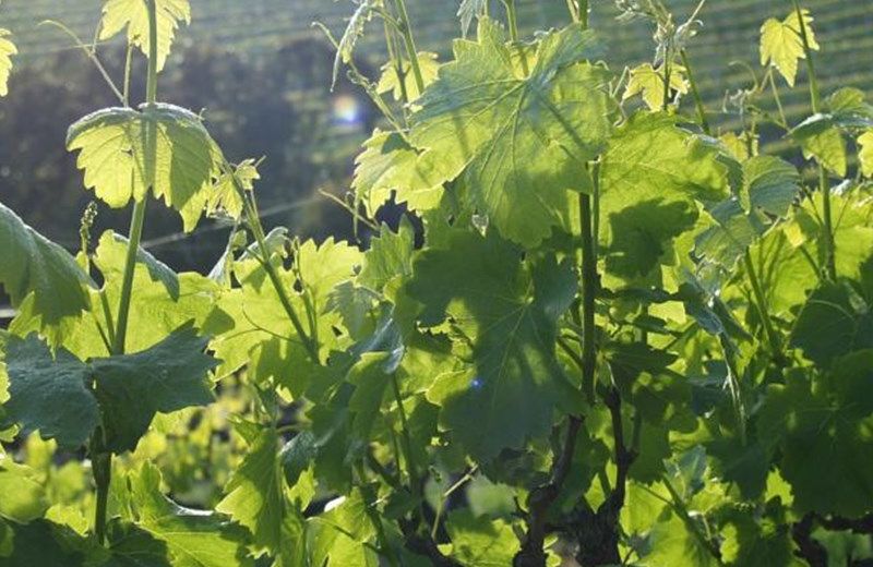 THE BLUE GRAPE VINEYARD ACCOMMODATION