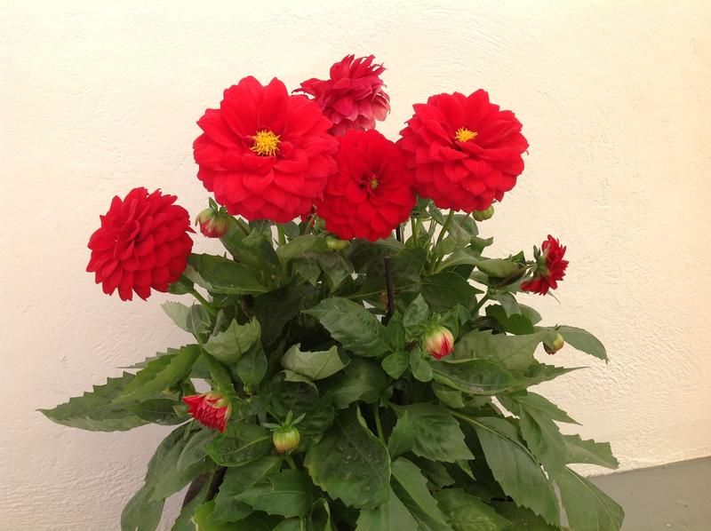 صورة الفندق 17