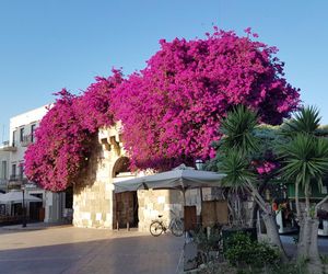 Catherine Hotel Kos Greece