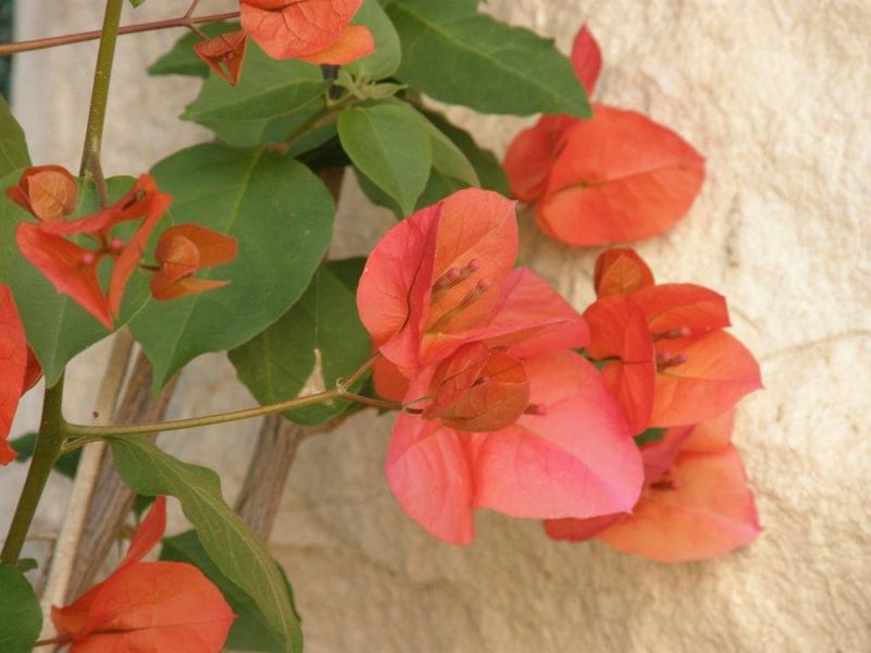 صورة الفندق 6