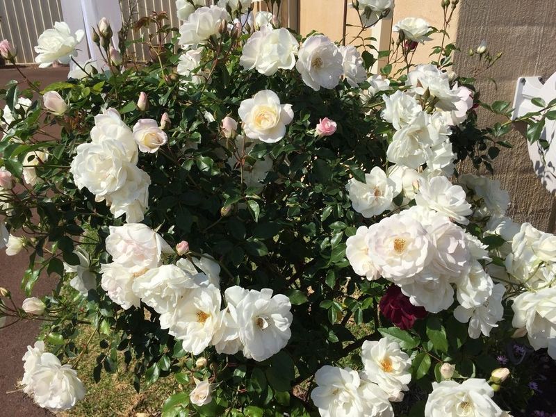صورة الفندق 17