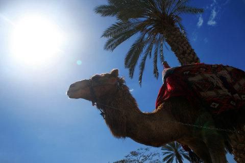 صورة الفندق 20