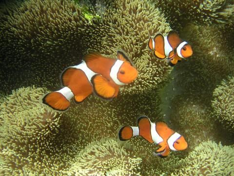 صورة الفندق 21