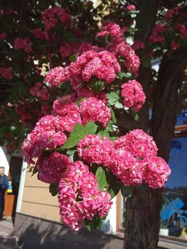 صورة الفندق 18
