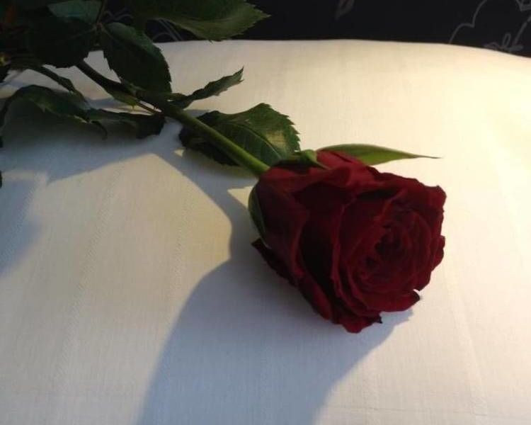 صورة الفندق 24