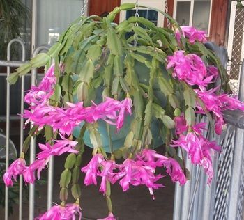 صورة الفندق 15