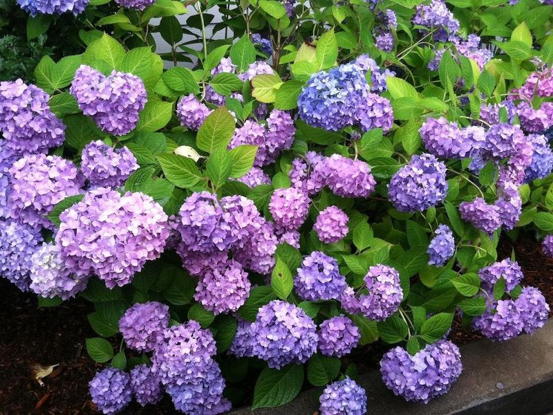 صورة الفندق 18
