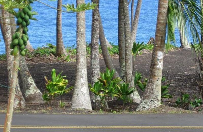 The Dolphin Cottage at Kehena Beach