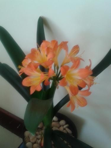 صورة الفندق 18