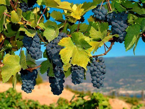 صورة الفندق 21