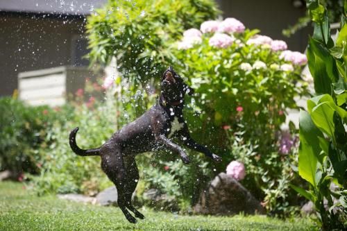 صورة الفندق 18