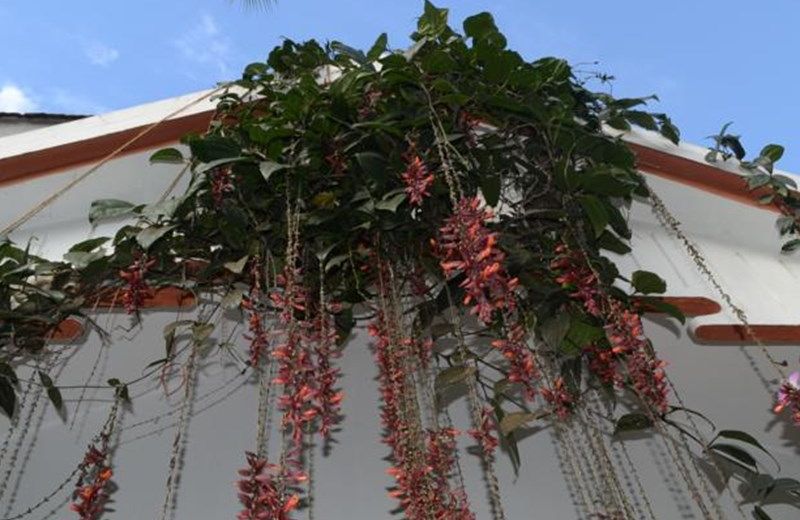 Mulberry Homestay