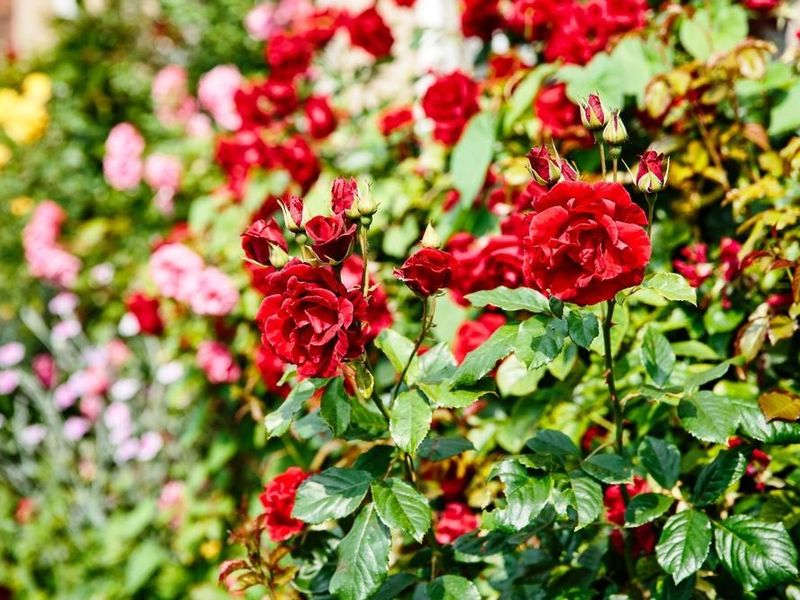 صورة الفندق 17