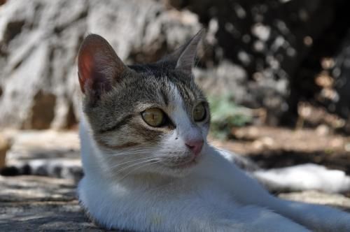 صورة الفندق 13
