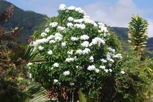 صورة الفندق 16