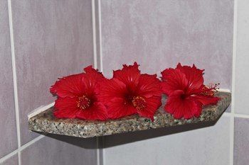 صورة الفندق 12