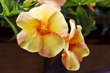 صورة الفندق 16