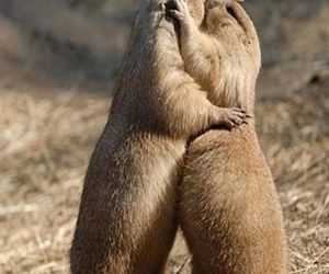La Marmotte Vaujany France