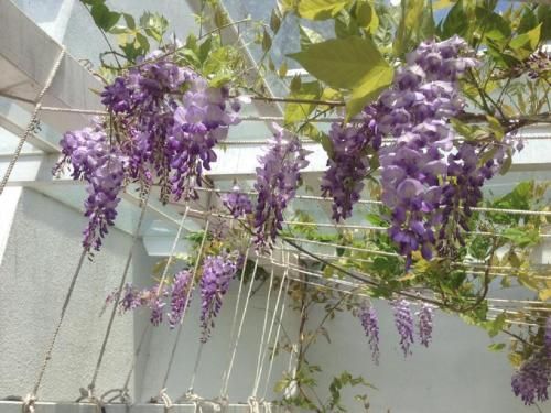 صورة الفندق 15
