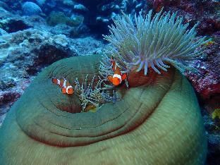 صورة الفندق 8