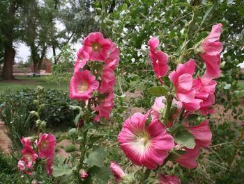 صورة الفندق 4