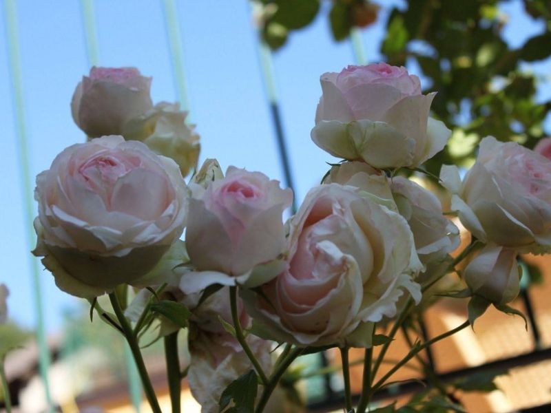صورة الفندق 16
