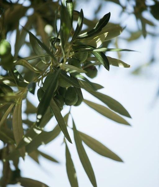 صورة الفندق 20