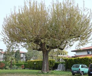 Albergo Trattoria Fioravante Peschiera del Garda Italy