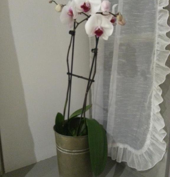 صورة الفندق 13