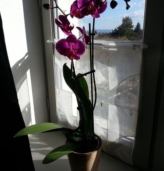 صورة الفندق 16