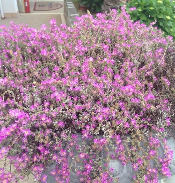 صورة الفندق 20