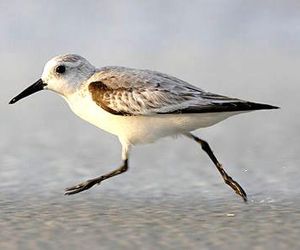 Strandläufer Zempin Zempin Germany