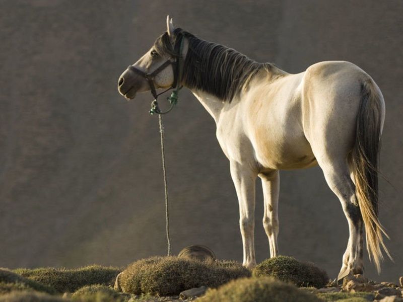 صورة الفندق 20