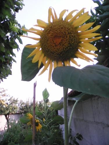 صورة الفندق 24