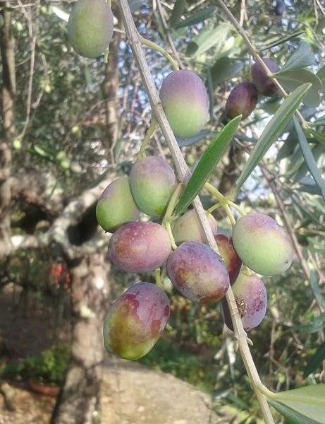 صورة الفندق 8
