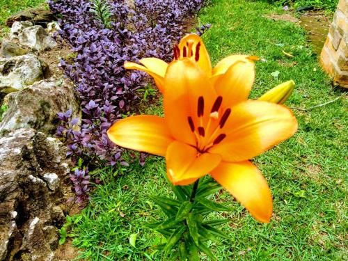 صورة الفندق 19