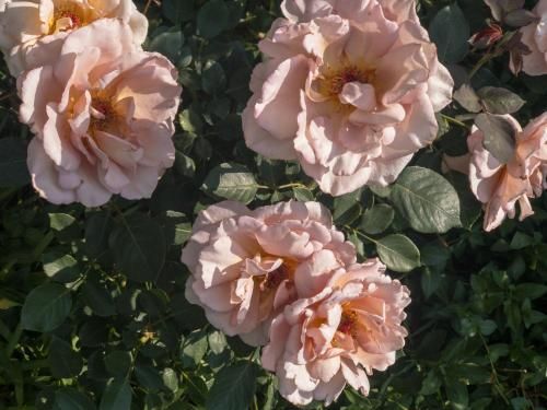 صورة الفندق 12