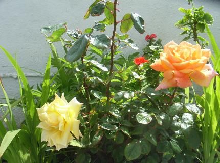 صورة الفندق 19