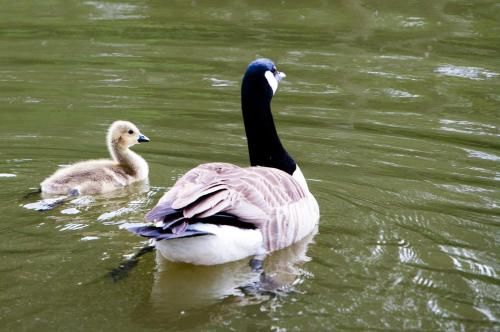 صورة الفندق 15