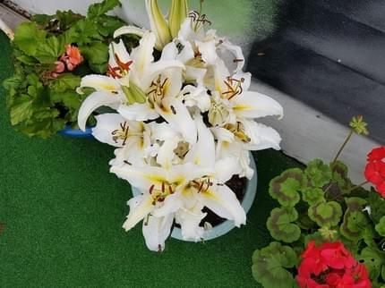 صورة الفندق 8