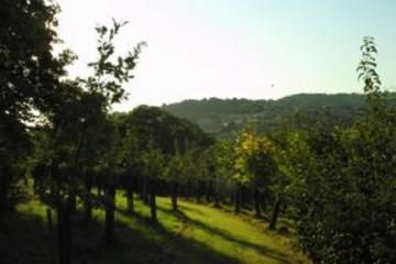 صورة الفندق 21