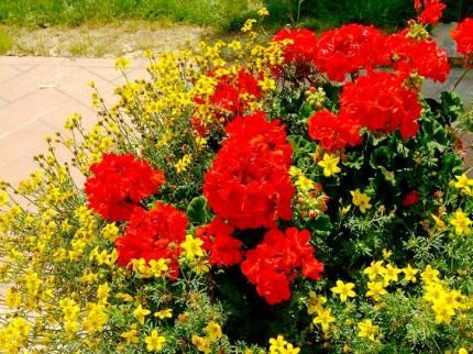 صورة الفندق 21