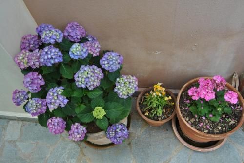 صورة الفندق 13