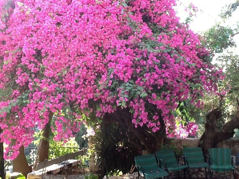صورة الفندق 19